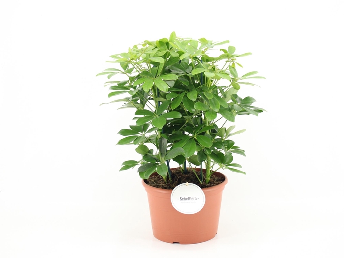 <h4>SCHEF AR NORA</h4>