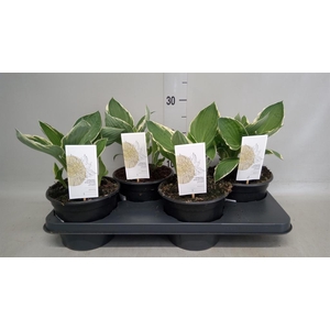 Hosta fortunei 'Francee'