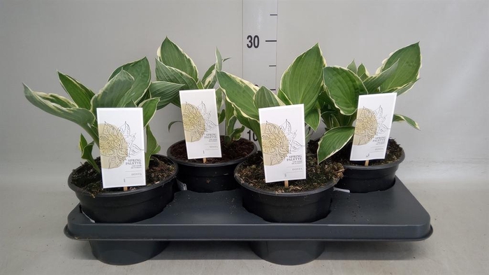 <h4>Hosta fortunei 'Francee'</h4>