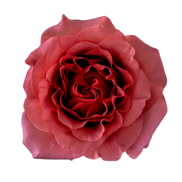 <h4>Rosa Premium Razzmatazz</h4>