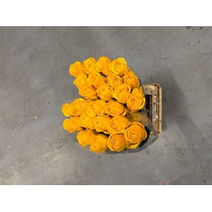 R GR Gar Saint Tropic