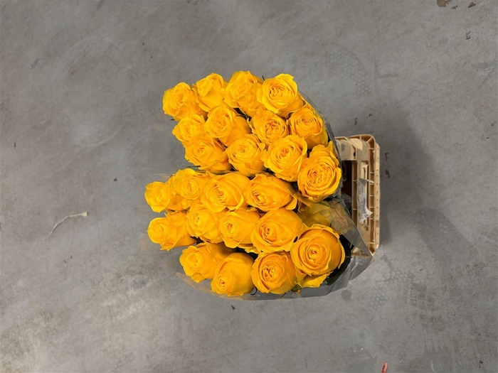 <h4>R GR Gar Saint Tropic</h4>