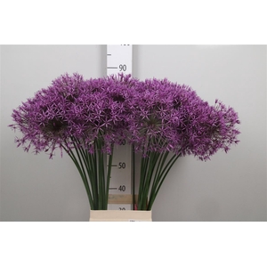 Allium Purple Rain