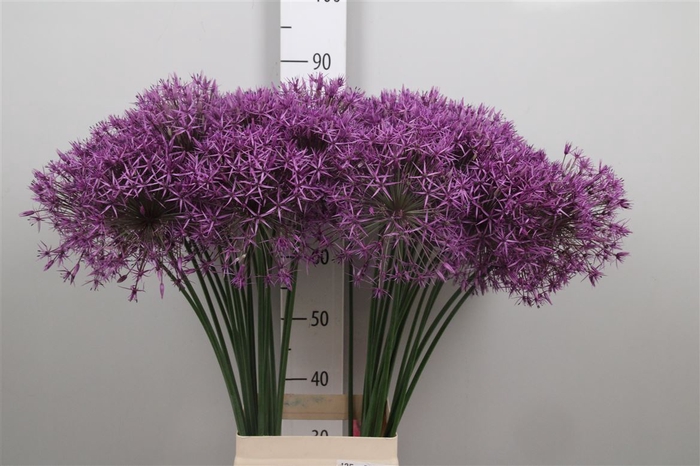 <h4>Allium Purple Rain</h4>