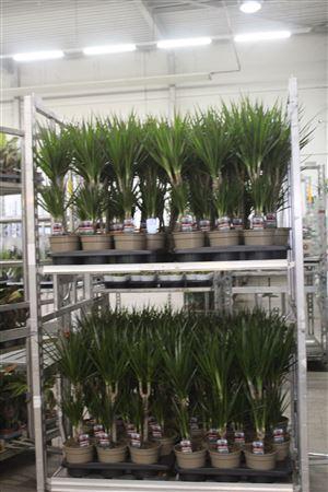 <h4>Dra Marginata 30-10</h4>