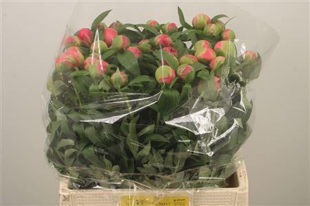 <h4>Paeo L Coral Charm</h4>