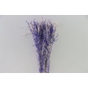 Dried Artz Rice Grass Matisse Bunch