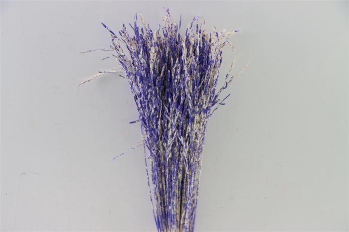 <h4>Dried Artz Rice Grass Matisse Bunch Slv</h4>