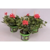 Pelargonium peltatum Balcon Rood