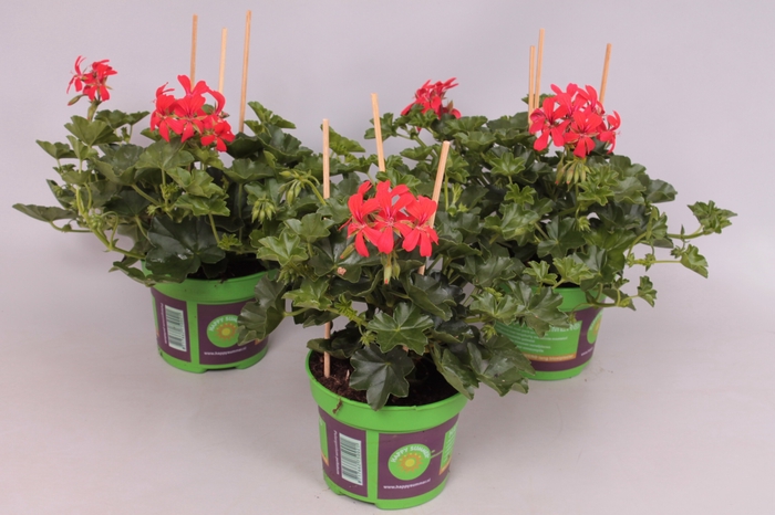 Pelargonium peltatum Balcon Rood