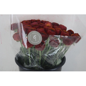 Ran Cloni Sup Brownie