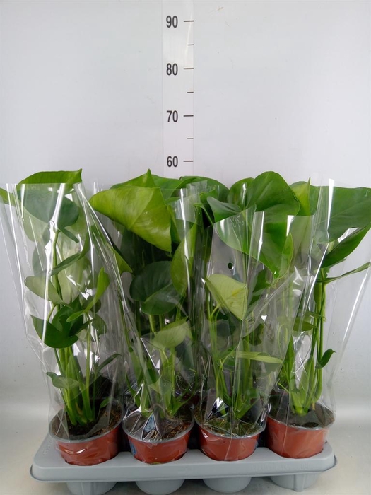 <h4>Monstera delic.</h4>