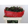 Hypericum Rocky Romance Spray