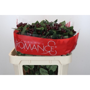 Hypericum Rocky Romance Spray