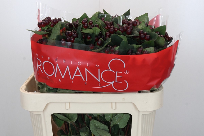 Hypericum Rocky Romance Spray