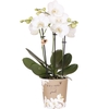 Kolibri Orchids Phalaenopsis Jewel white 3spike