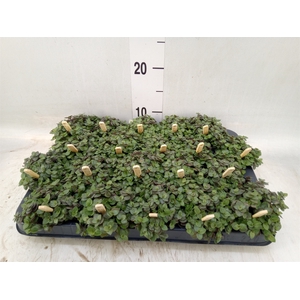 Callisia repens 'Turtle'