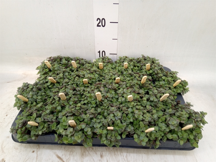 <h4>Callisia repens 'Turtle'</h4>