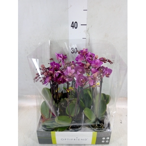 Phalaenopsis multi.   ...lilac