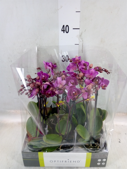 <h4>Phalaenopsis multi.   ...lilac</h4>