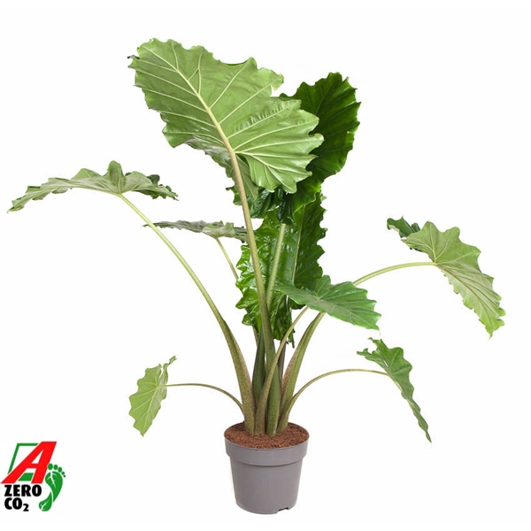 <h4>Alocasia Portodora (NO GAP)</h4>