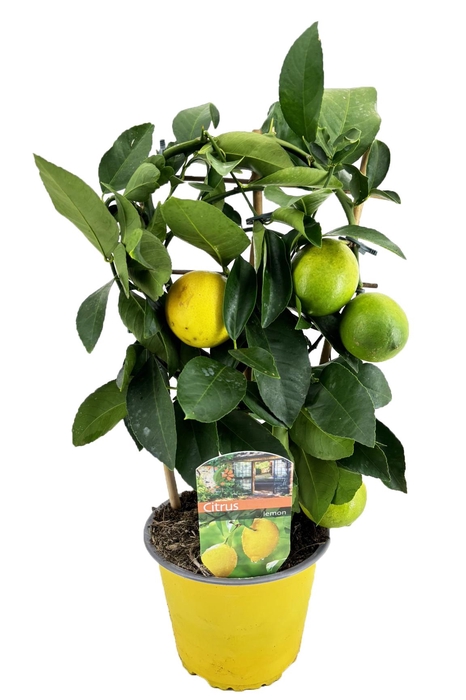 <h4>Citrus lemon</h4>