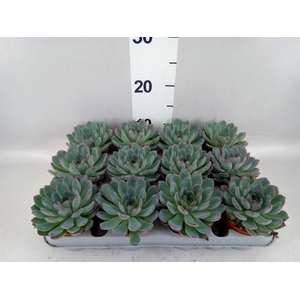 Echeveria  'Apus'