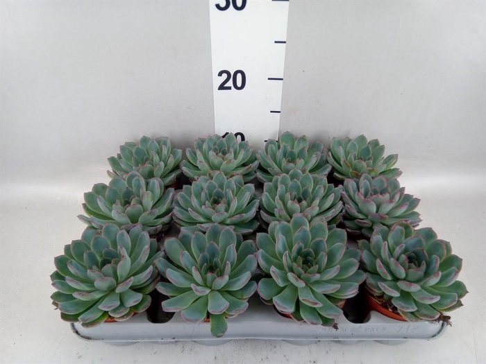 <h4>Echeveria  'Apus'</h4>