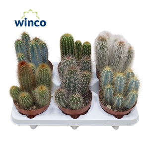 CACTUS GEM