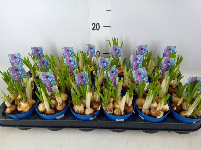 <h4>Bolbloemen   ...mix</h4>