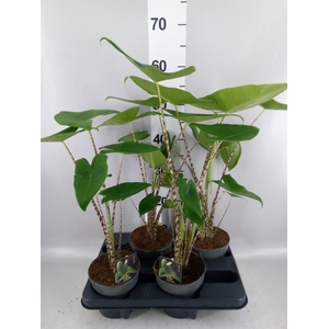 Alocasia zebrina