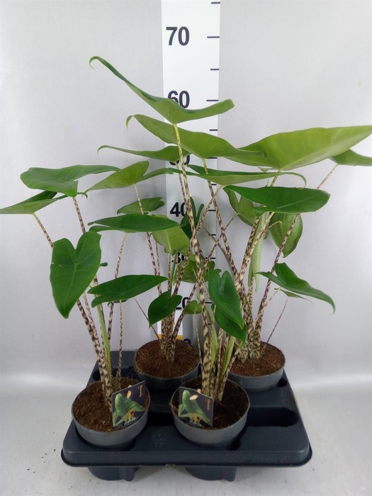 <h4>Alocasia zebrina</h4>