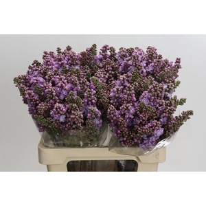 Syringa vulgaris 'Michel Buchner'