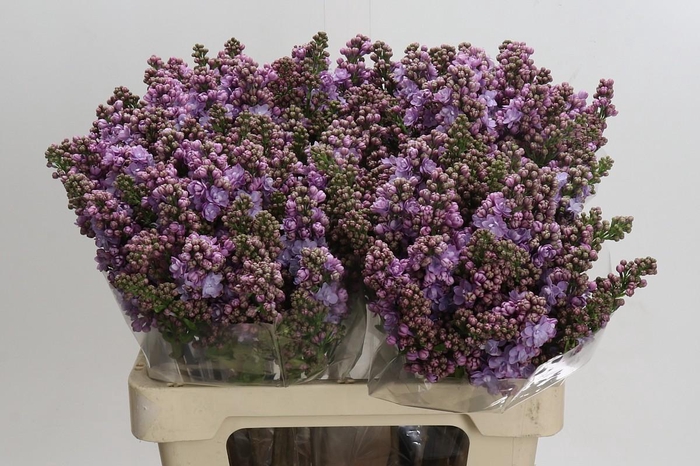 <h4>Syringa vulgaris 'Michel Buchner'</h4>