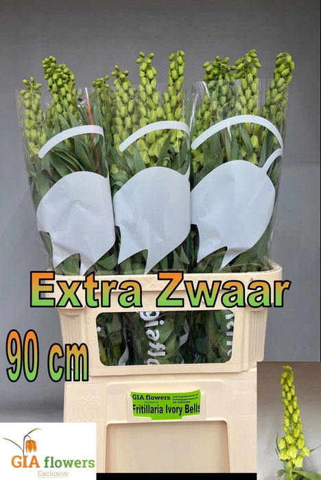 <h4>Frit Ivory Bells</h4>