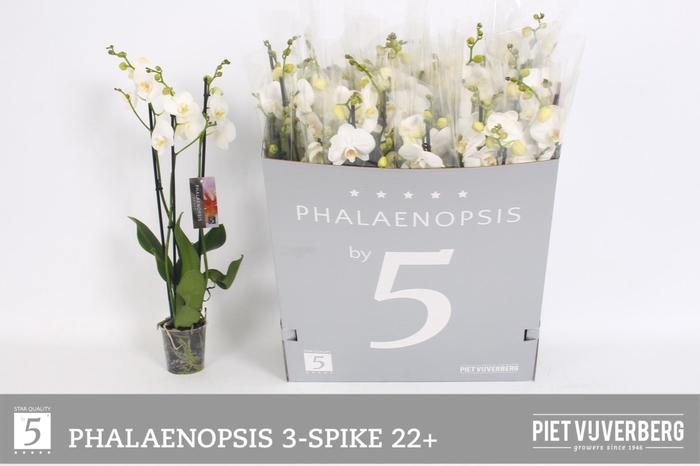 <h4>PHAL OV WIT</h4>