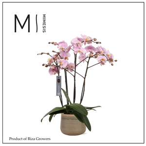 Phalaenopsis Marvellous Light Pink 50+ – 17cm in Iris Mint | Mimesis