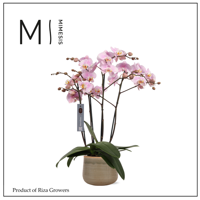 <h4>Mimesis Phal. Marvellous Light Pink - 50+ flowers 17cm in Iris Mint Ceramic</h4>