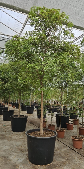 <h4>Bucida buceras</h4>