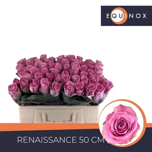 R GR RENAISSANCE