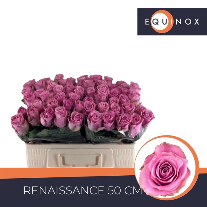 <h4>R GR RENAISSANCE</h4>