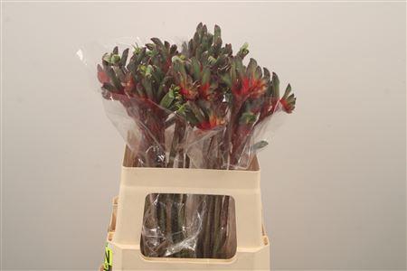 <h4>Anigoz Royal Cheer</h4>