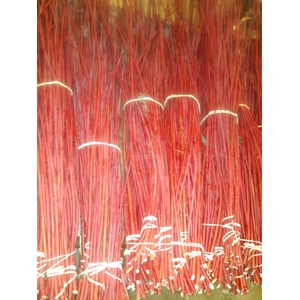 CORNUS ROT