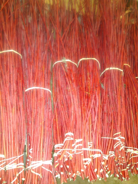 <h4>CORNUS ROT</h4>