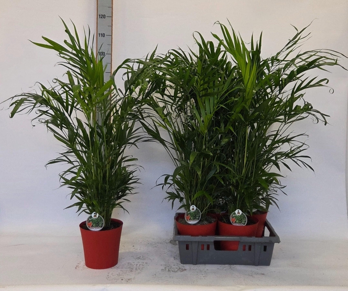 <h4>CHAMAED CATARACTARUM</h4>