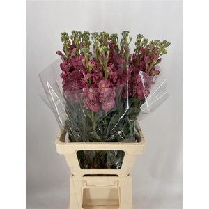 MATTH STOX ANTIQ ROS