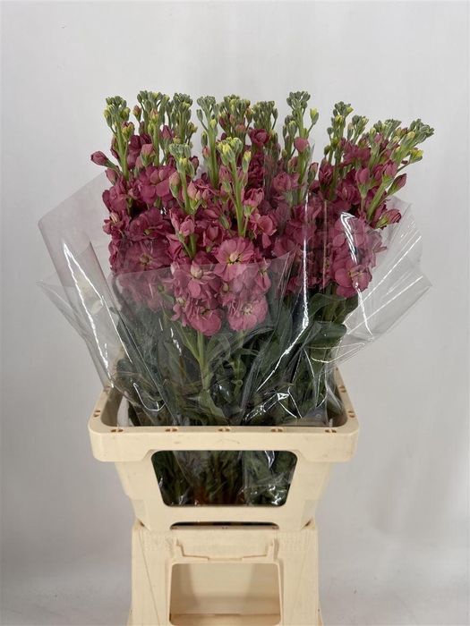 <h4>MATTH STOX ANTIQ ROS</h4>