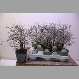Corokia Cotoneaster