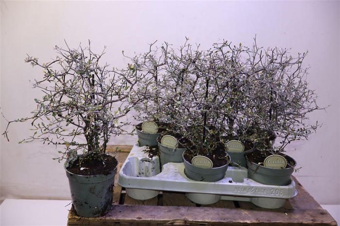 <h4>Corokia Cotoneaster</h4>