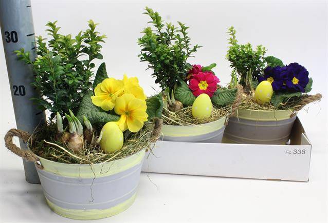 <h4>ARR TUINPLANTEN GREY/GREEN X3</h4>